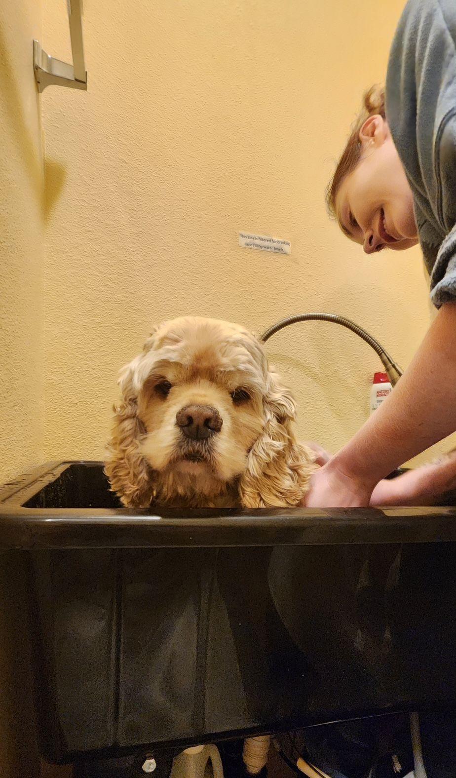 Enlarge Fozzie, a Adoptable Cocker Spaniel in Portland, OR image 4/6