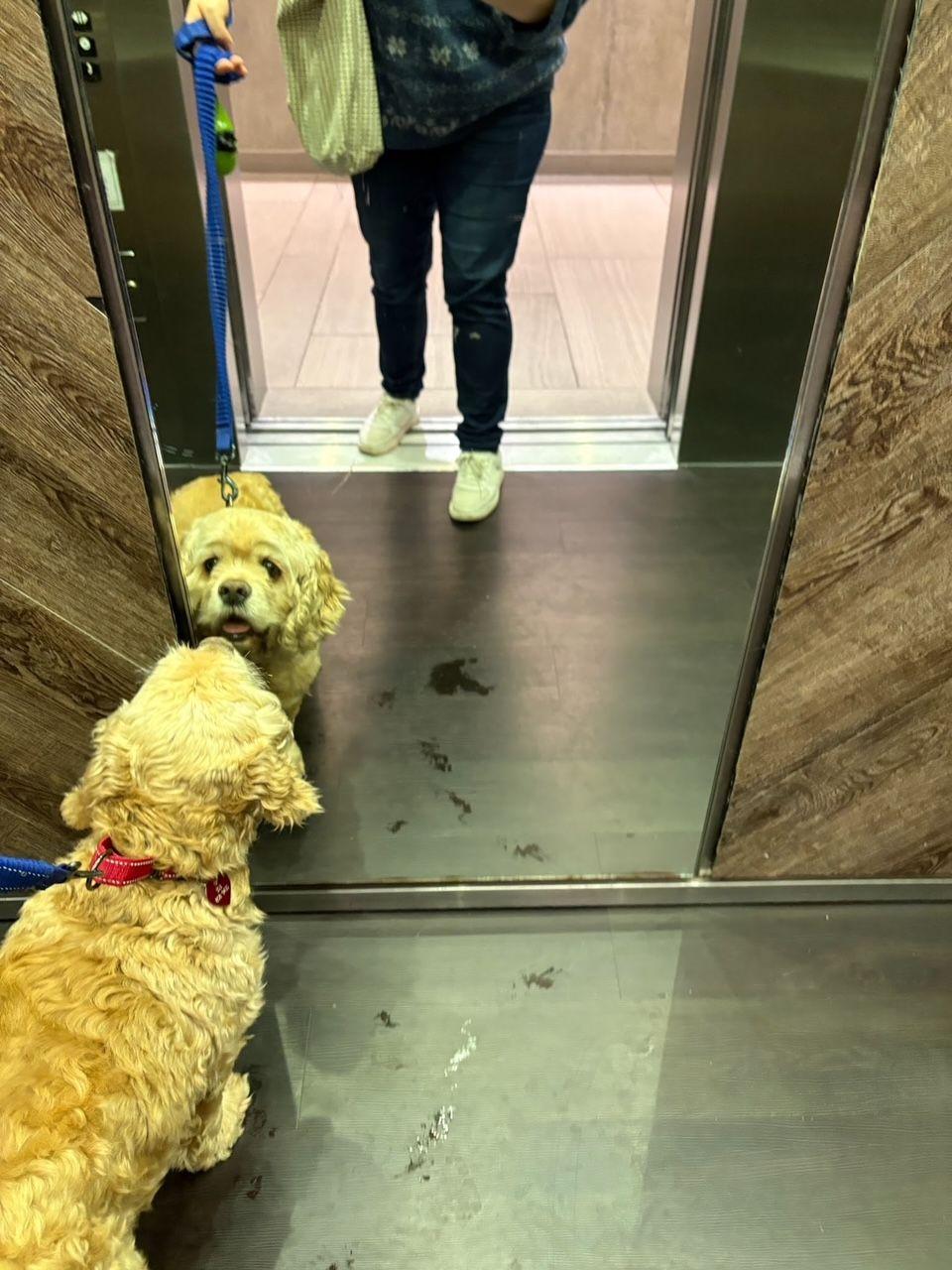 Enlarge Fozzie, a Adoptable Cocker Spaniel in Portland, OR image 5/6