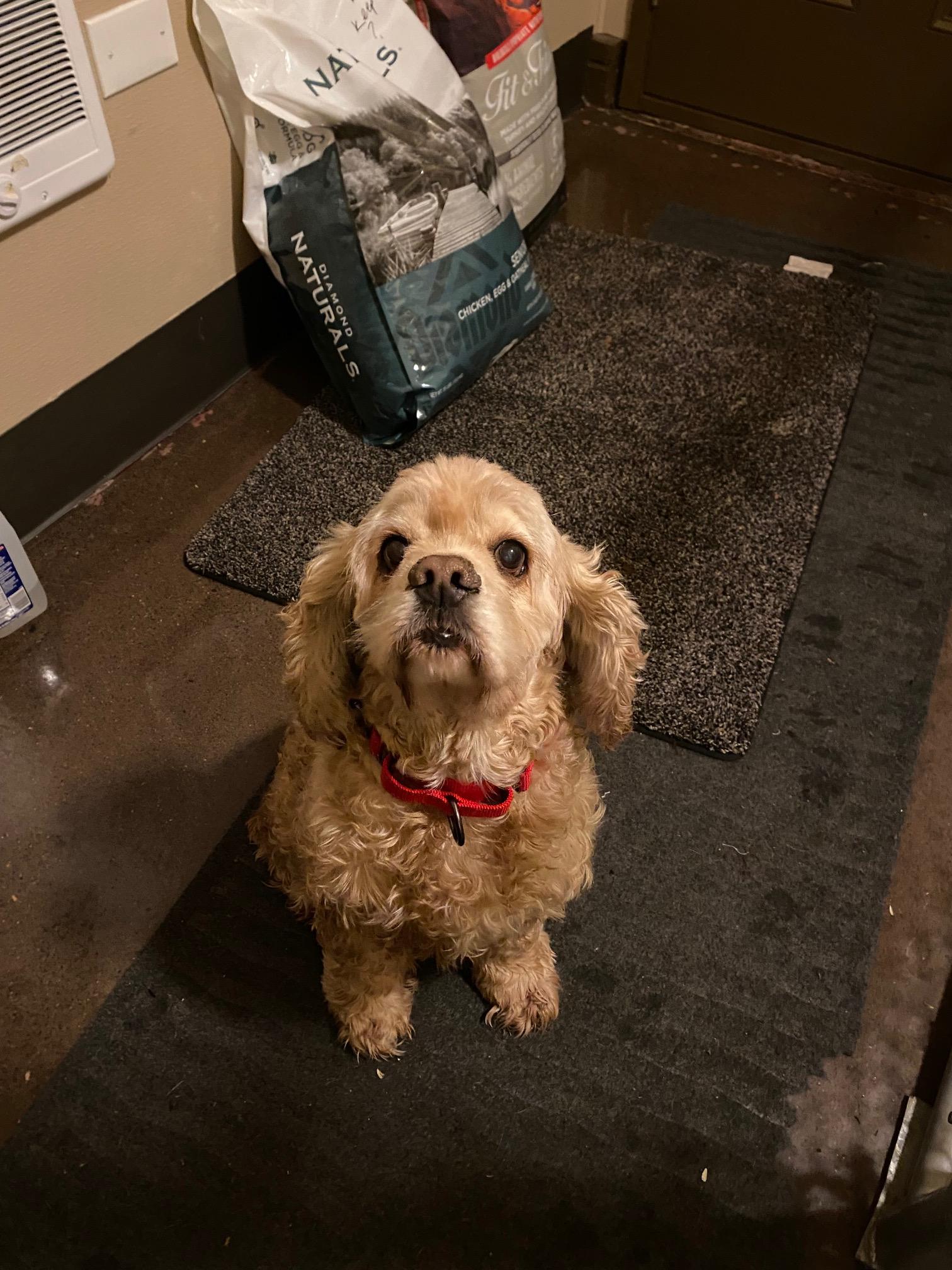 Enlarge Fozzie, a Adoptable Cocker Spaniel in Portland, OR image 6/6