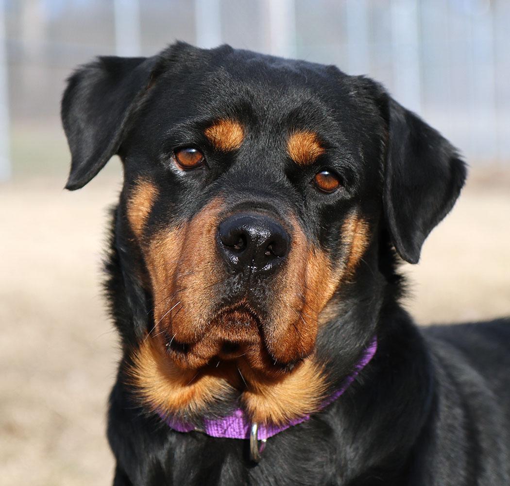 Enlarge Agnes (AO35496), an adoptable Rottweiler in Kansas City, KS image 4/6