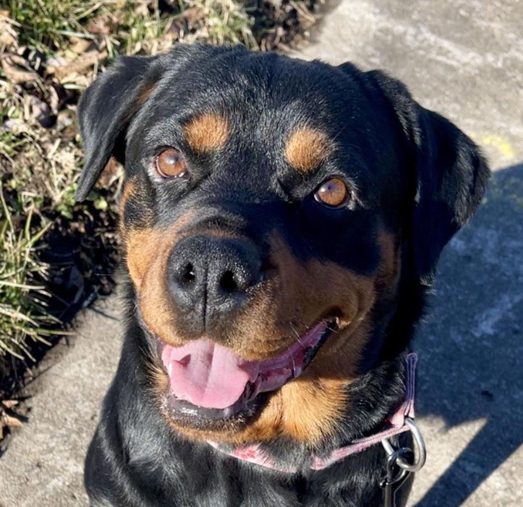 Agnes (AO35496), adoptable, Adult Female Rottweiler.