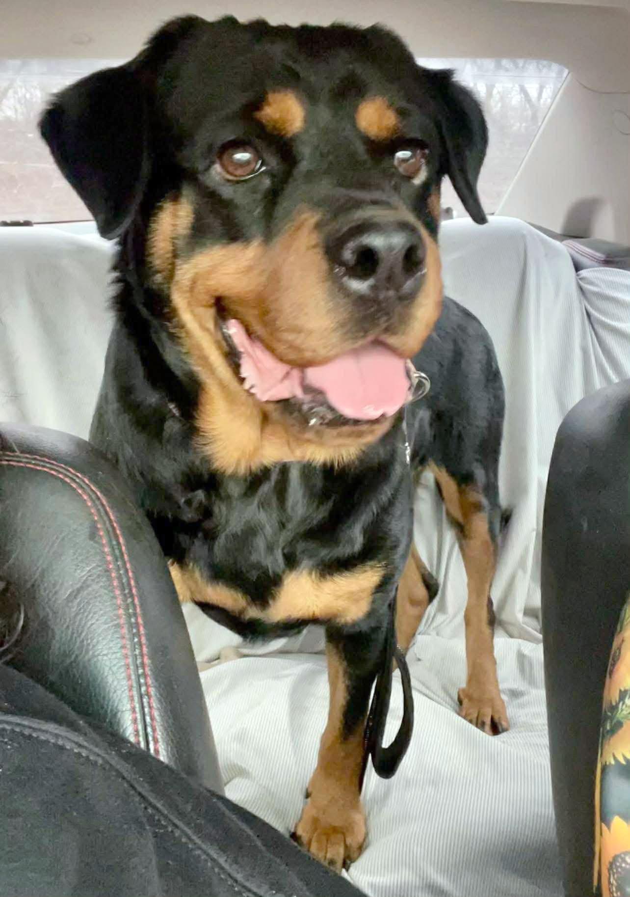 Agnes (AO35496), an adoptable Rottweiler in Kansas City, KS image 6/6