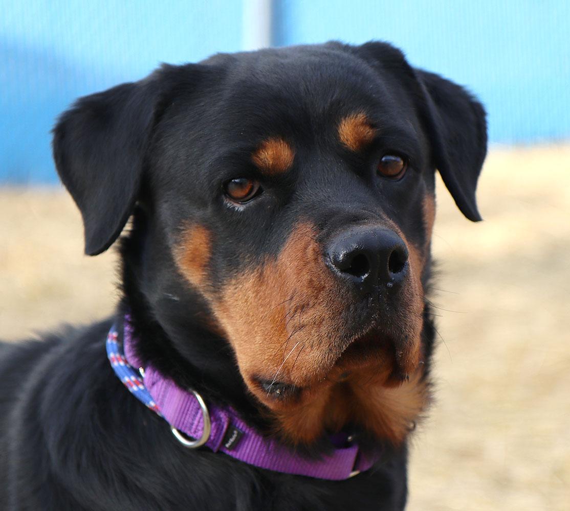 Enlarge Agnes (AO35496), an adoptable Rottweiler in Kansas City, KS image 6/6