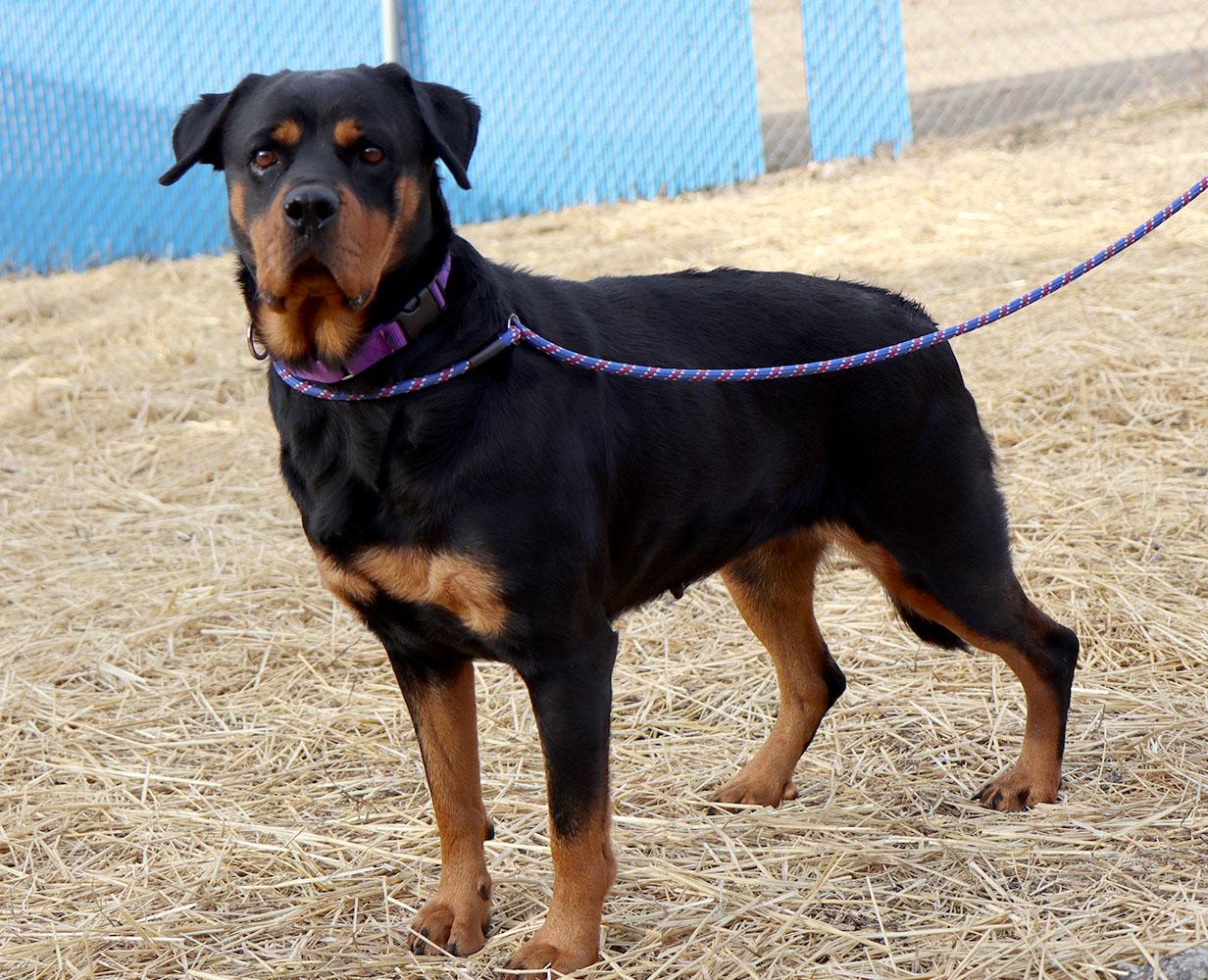 Enlarge Agnes (AO35496), an adoptable Rottweiler in Kansas City, KS image 5/6