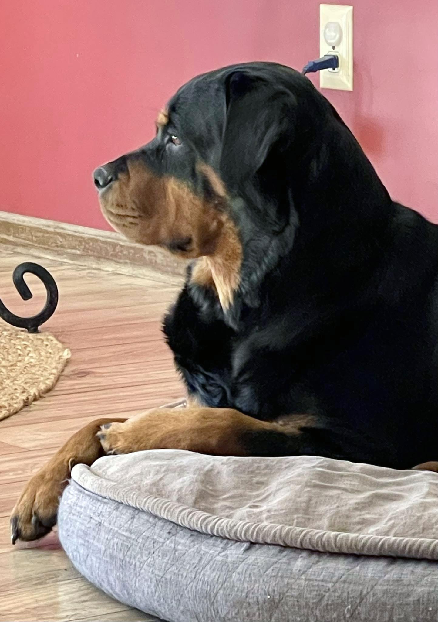 Enlarge Agnes (AO35496), an adoptable Rottweiler in Kansas City, KS image 2/6