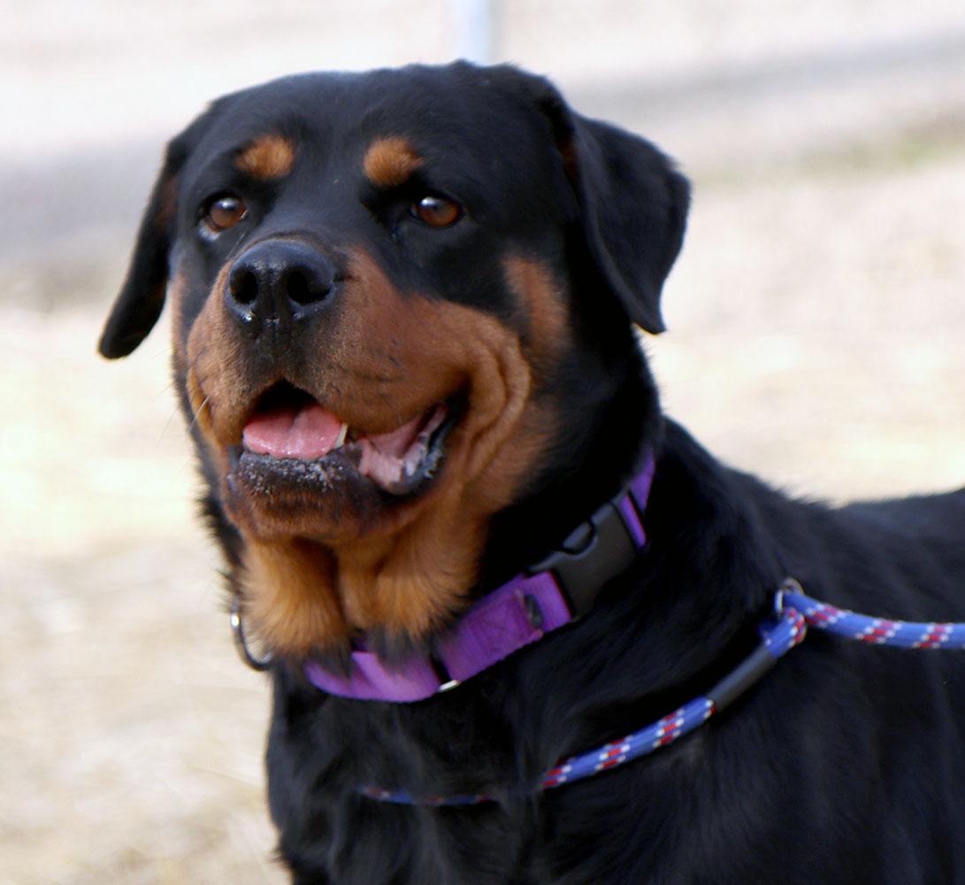 Enlarge Agnes (AO35496), an adoptable Rottweiler in Kansas City, KS image 3/6