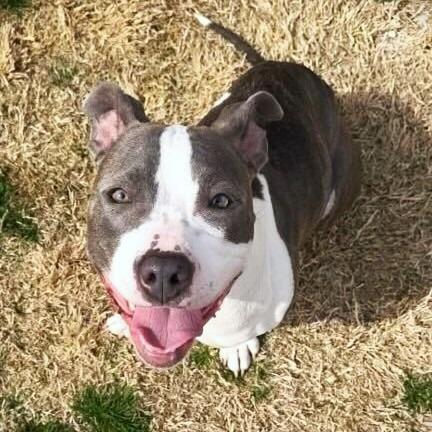 Enlarge Stevie, a Adoptable mixed breed in Tulsa, OK image 2/6