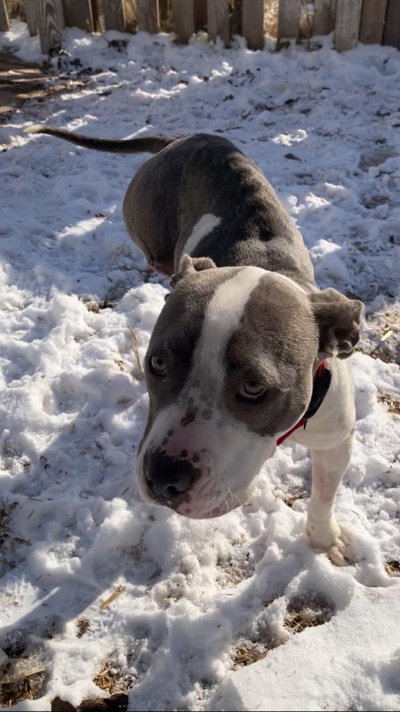 Stevie, Adoptable, Adult Female Staffordshire Bull Terrier & Pit Bull Terrier.
