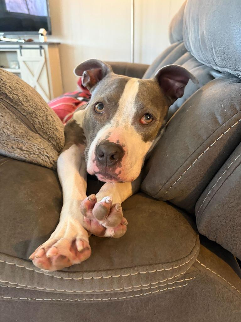 Stevie, Adoptable, Adult Female Staffordshire Bull Terrier & Pit Bull Terrier.