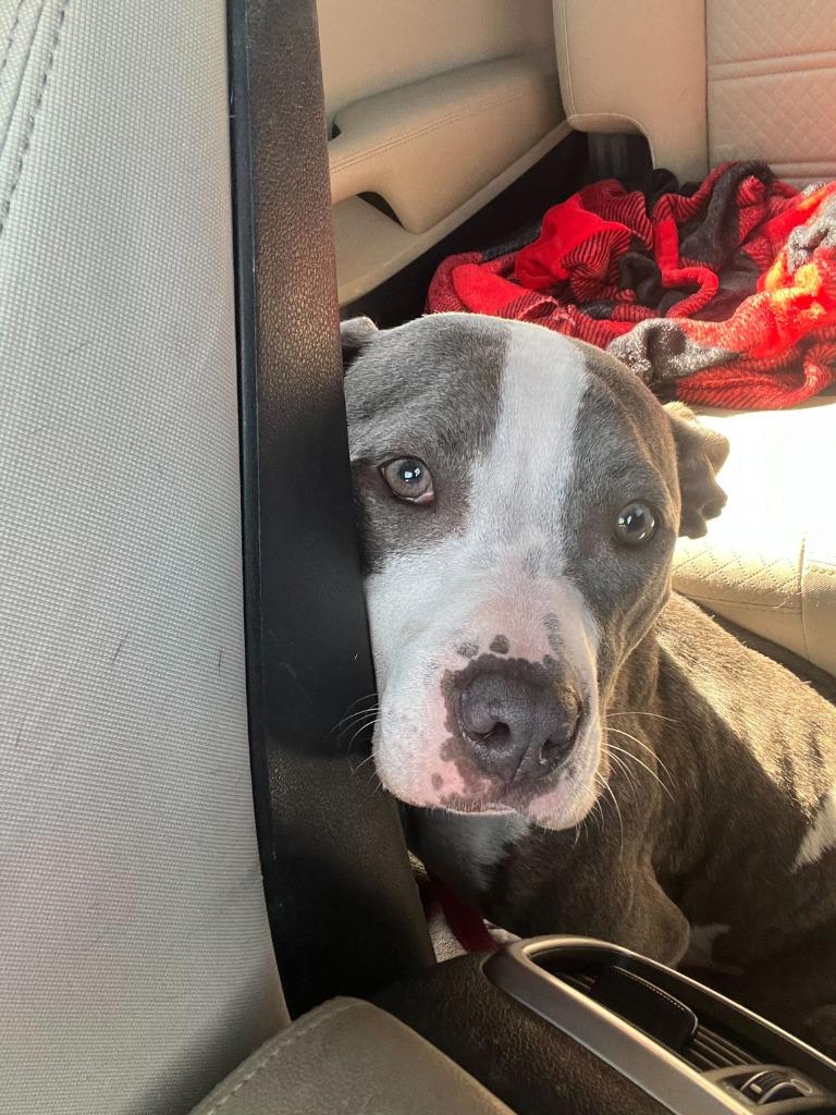 Stevie, Adoptable, Adult Female Staffordshire Bull Terrier & Pit Bull Terrier.