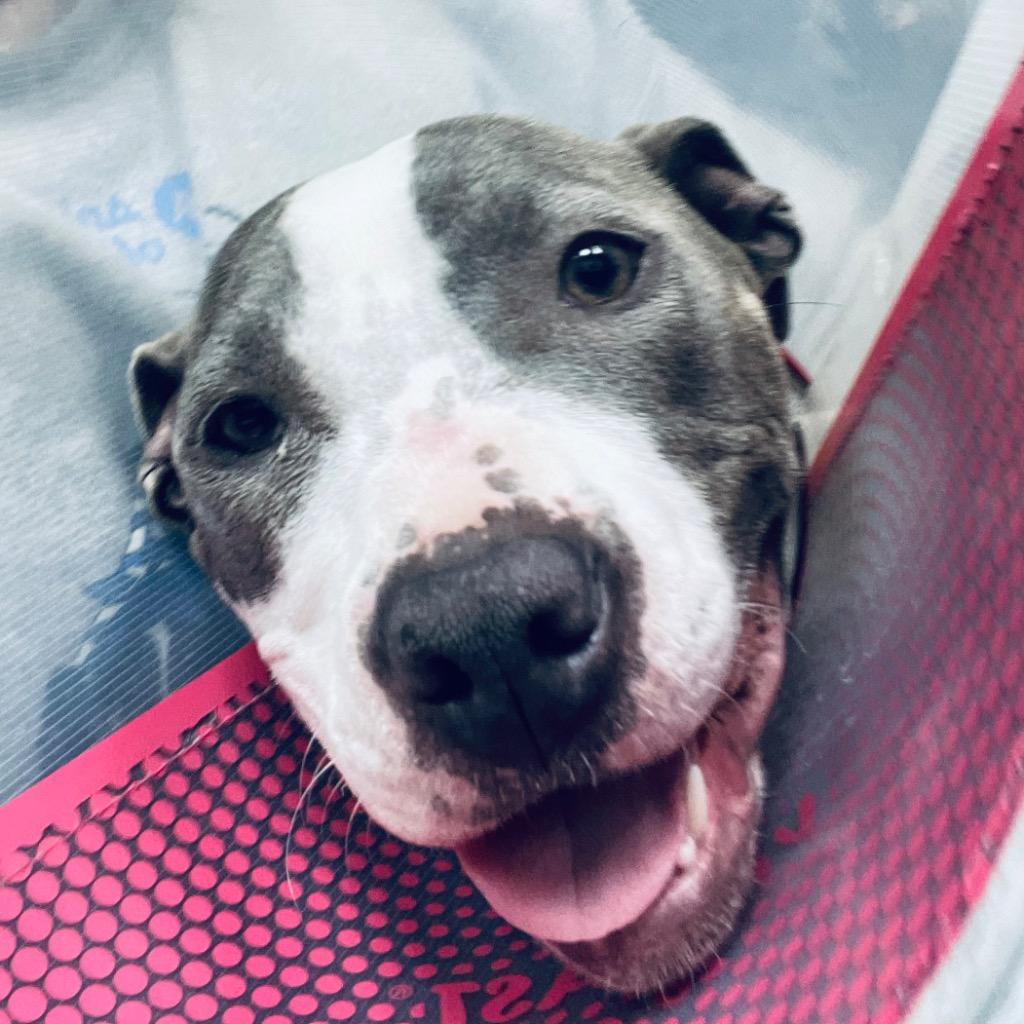 Enlarge Stevie, a Adoptable mixed breed in Tulsa, OK image 4/6