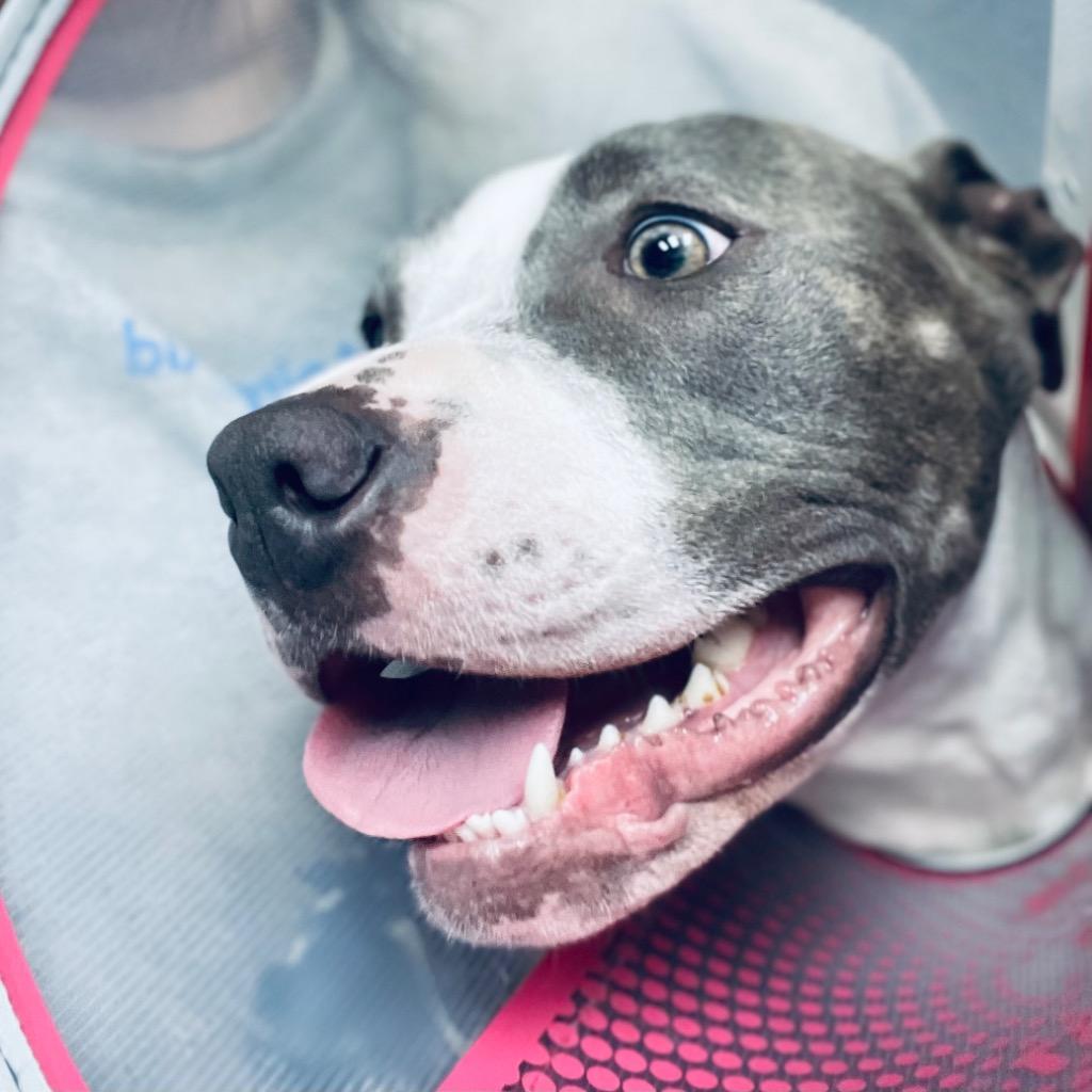 Enlarge Stevie, a Adoptable mixed breed in Tulsa, OK image 1/6