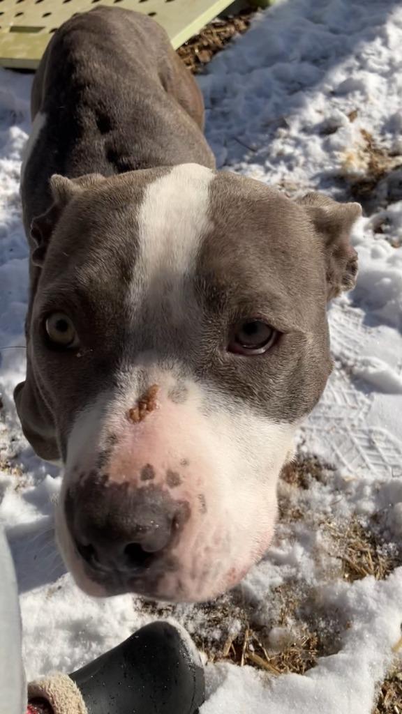 Enlarge Stevie, a Adoptable mixed breed in Tulsa, OK image 4/6