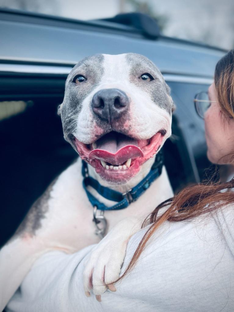 Stevie, Adoptable, Adult Female Staffordshire Bull Terrier & Pit Bull Terrier.