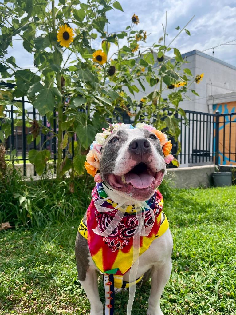Stevie, a Adoptable mixed breed in Tulsa, OK image 5/6