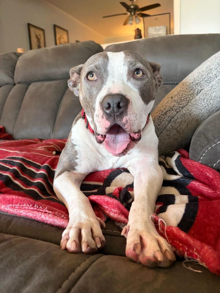 Enlarge Stevie, a Adoptable mixed breed in Tulsa, OK image 5/6