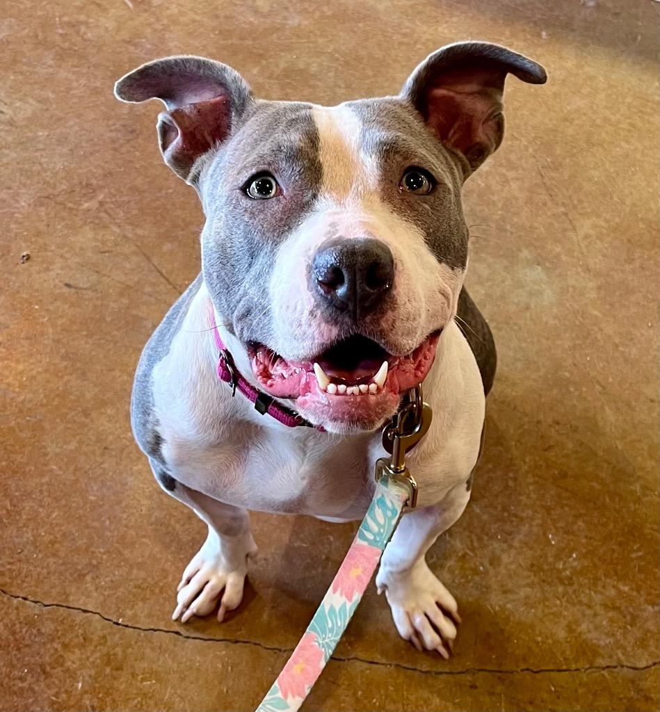 Enlarge Stevie, a Adoptable mixed breed in Tulsa, OK image 5/6