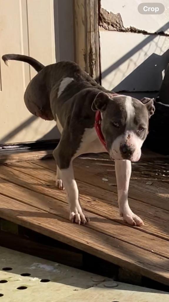 Enlarge Stevie, a Adoptable mixed breed in Tulsa, OK image 5/6