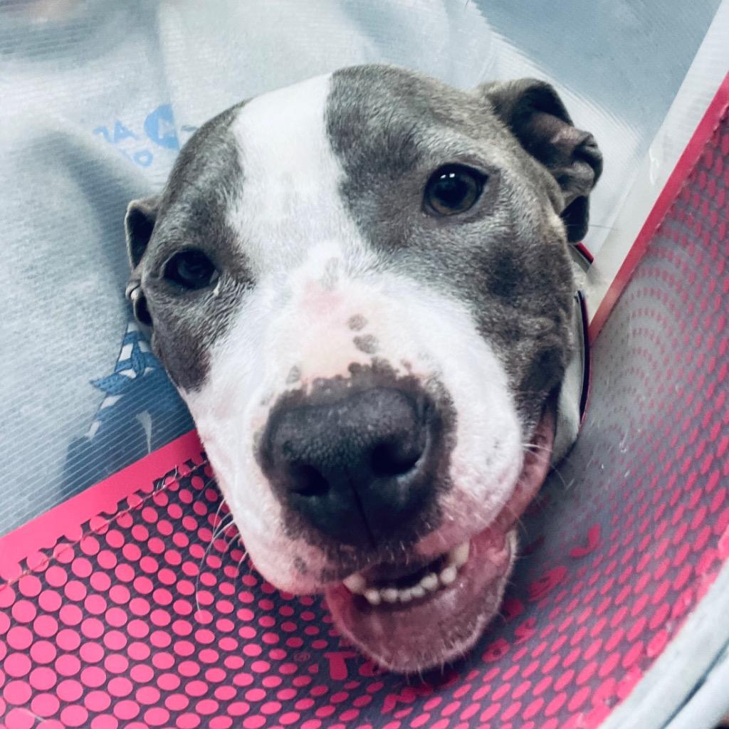 Enlarge Stevie, a Adoptable mixed breed in Tulsa, OK image 5/6