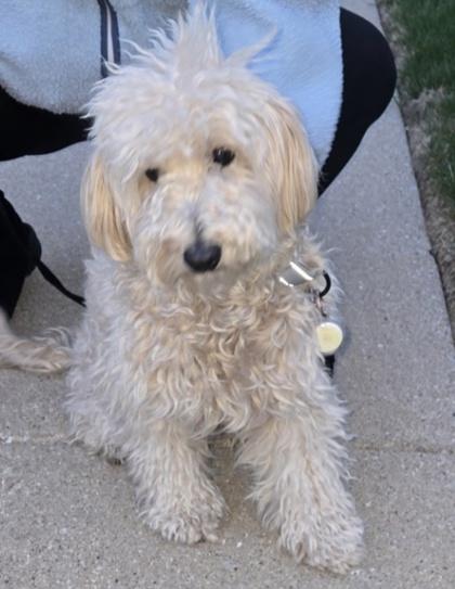 Enlarge Tiki, an adopted mixed breed in Tinley Park, IL image 1/1