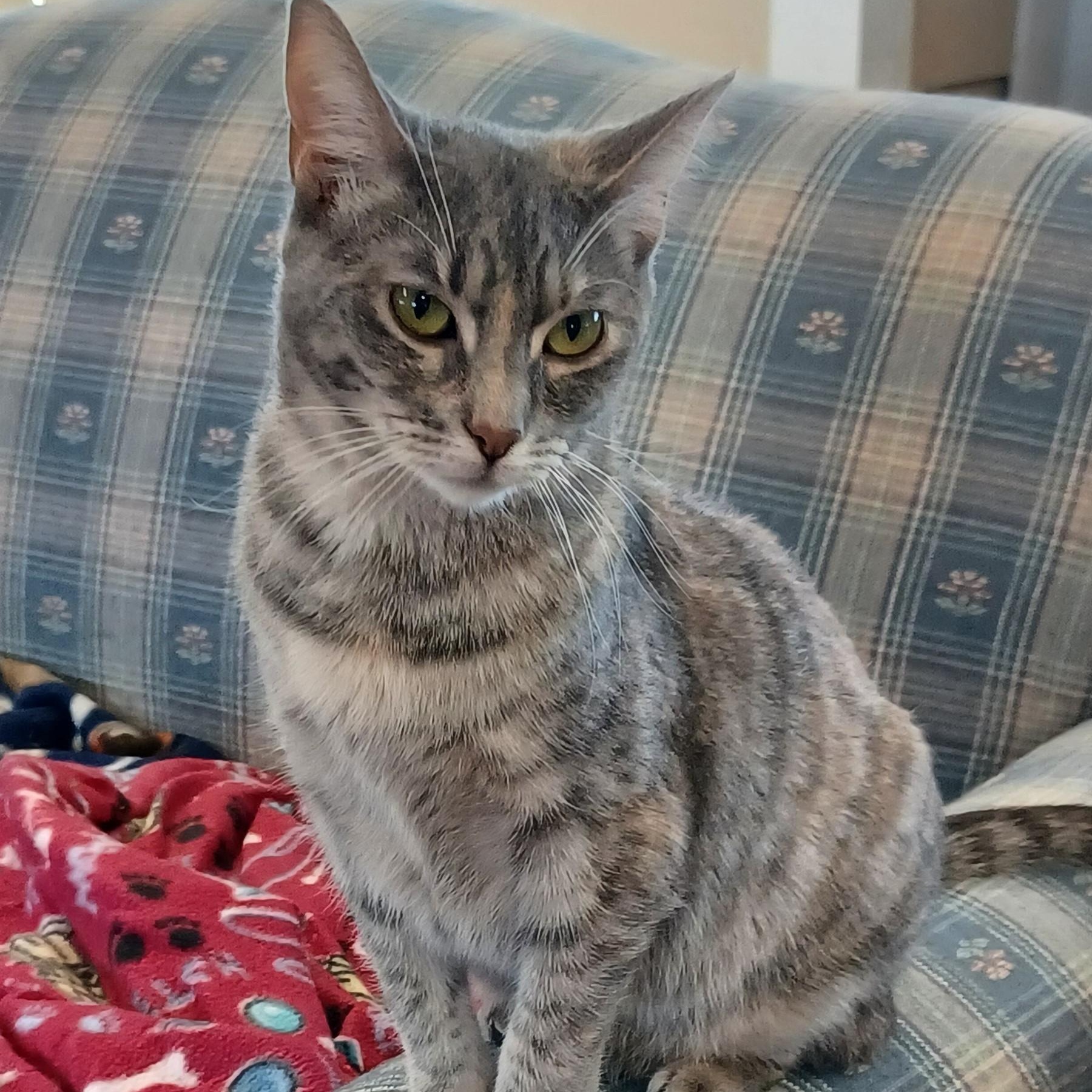 Enlarge Fern, a Adoptable Domestic Short Hair in Walworth, WI image 1/1