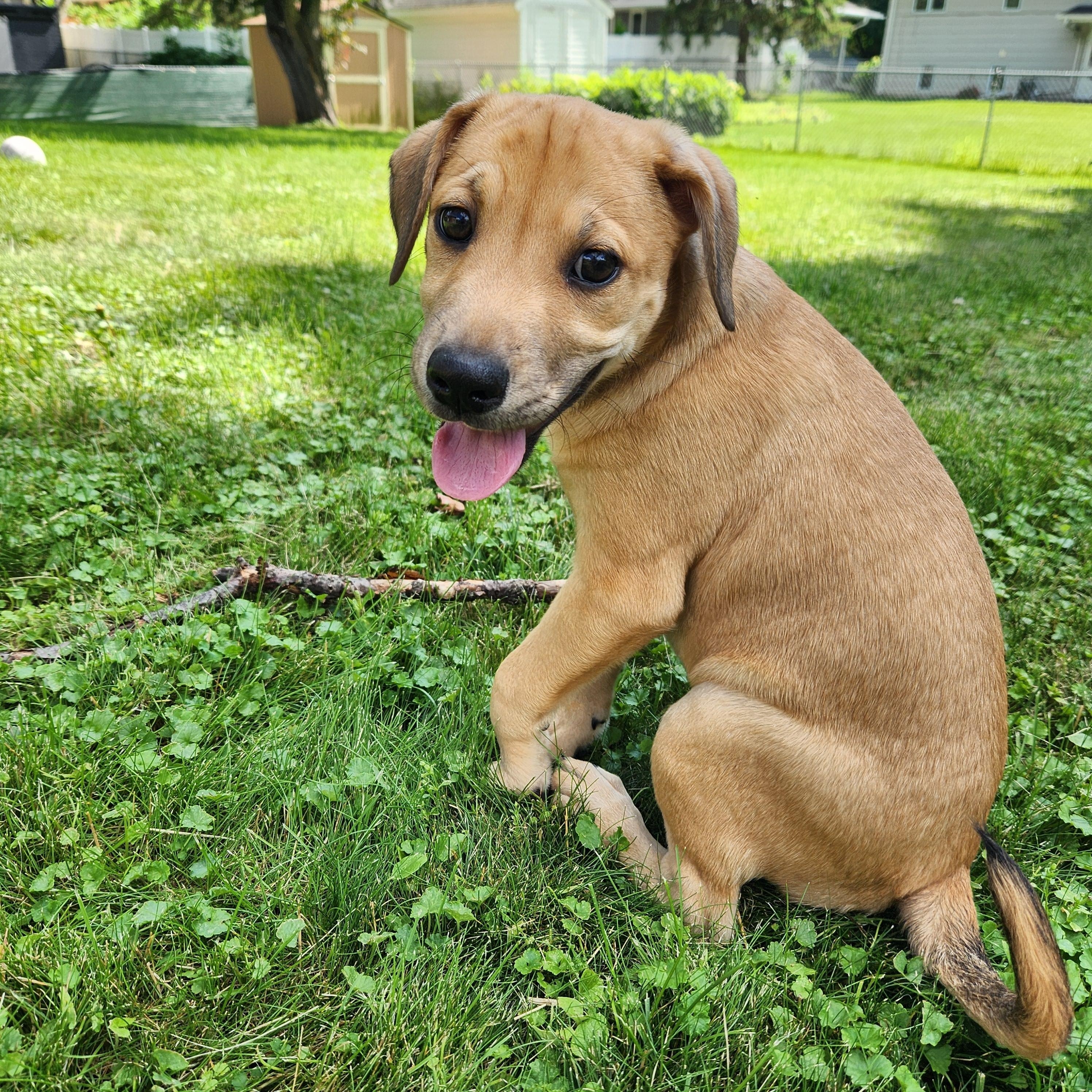 Enlarge Turner, a Adoptable mixed breed in Minneapolis, MN image 4/6