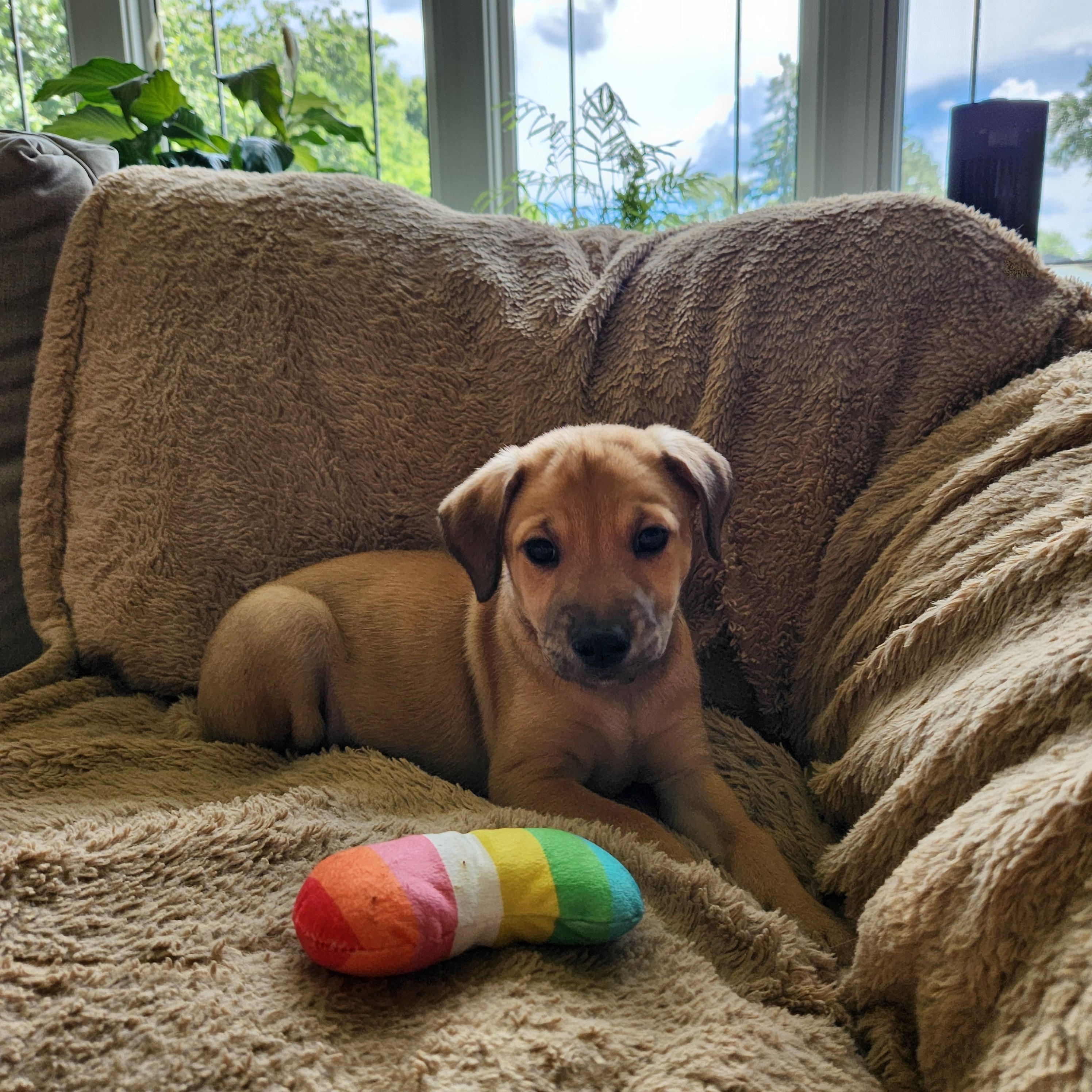 Enlarge Turner, a Adoptable mixed breed in Minneapolis, MN image 5/6