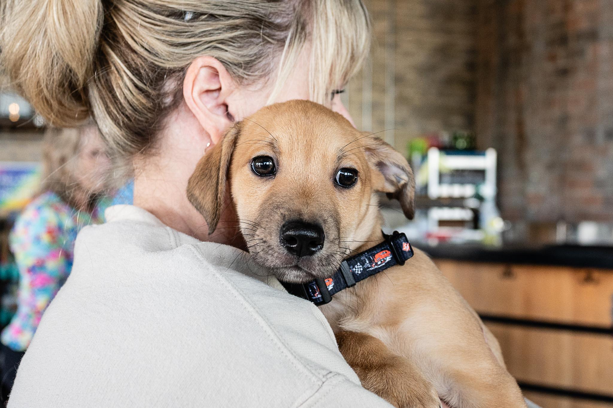 Enlarge Turner, a Adoptable mixed breed in Minneapolis, MN image 6/6