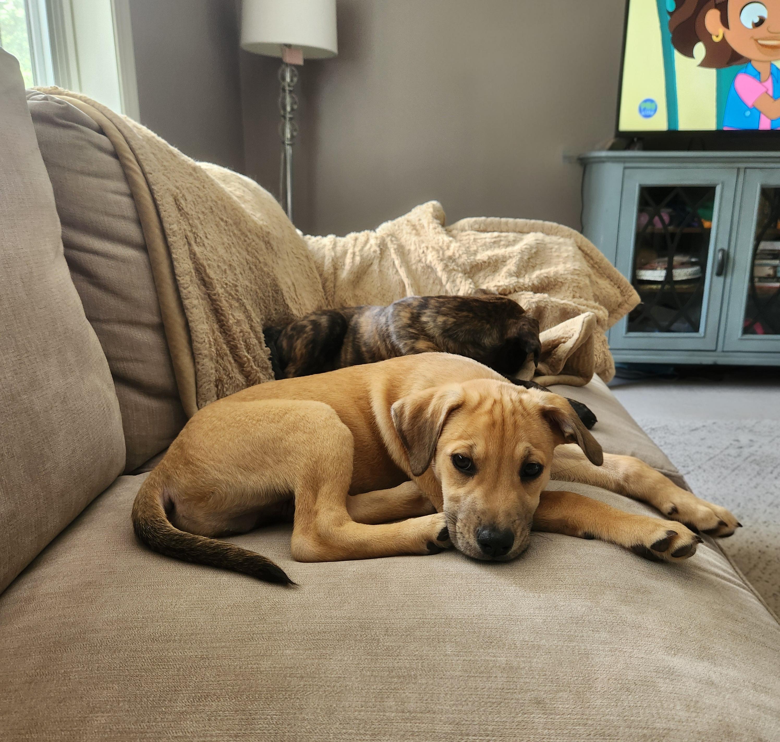 Enlarge Turner, a Adoptable mixed breed in Minneapolis, MN image 3/6