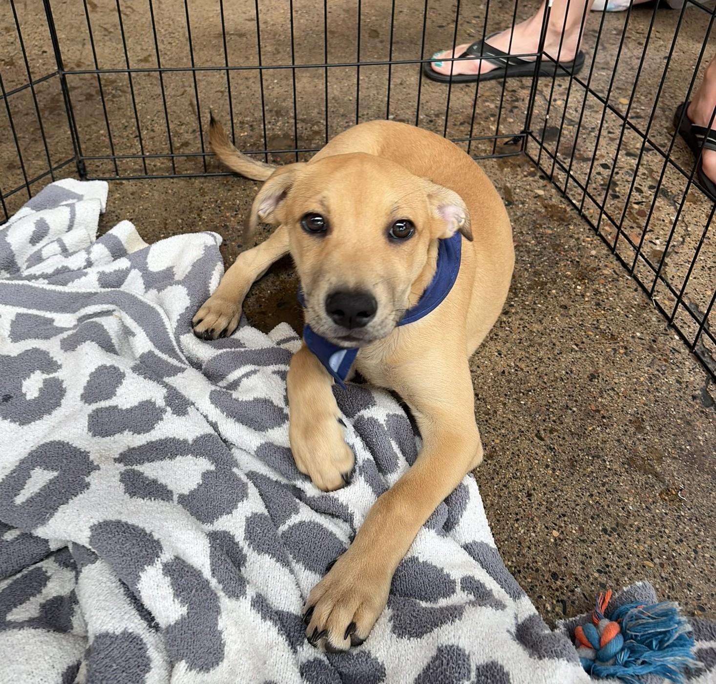 Turner, Adoptable, Puppy Male Hound & Mixed Breed.