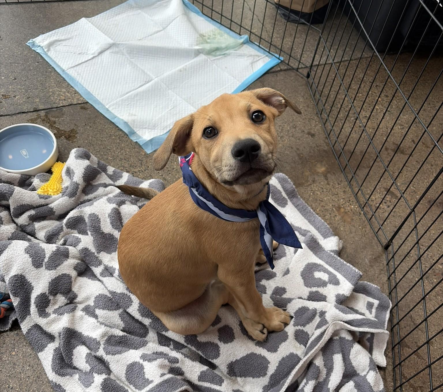 Enlarge Turner, a Adoptable mixed breed in Minneapolis, MN image 2/6