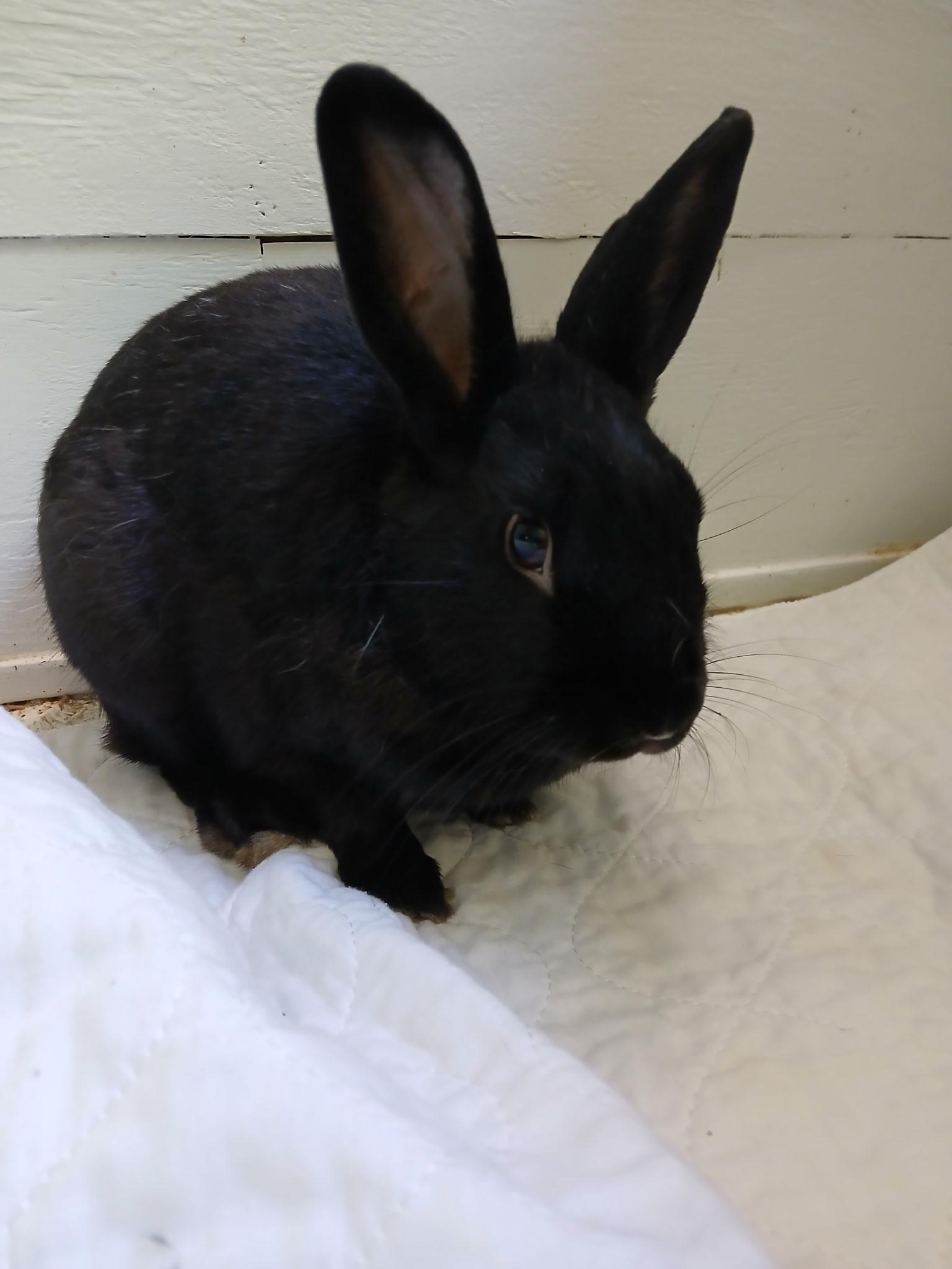 Enlarge Jimmy, a ADOPTABLE American in CARNATION, WA image 1/2