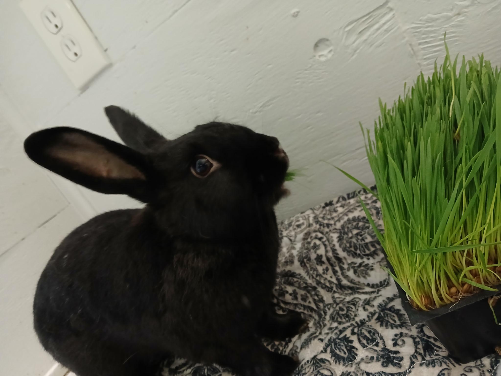Enlarge Jimmy, a ADOPTABLE American in CARNATION, WA image 2/2