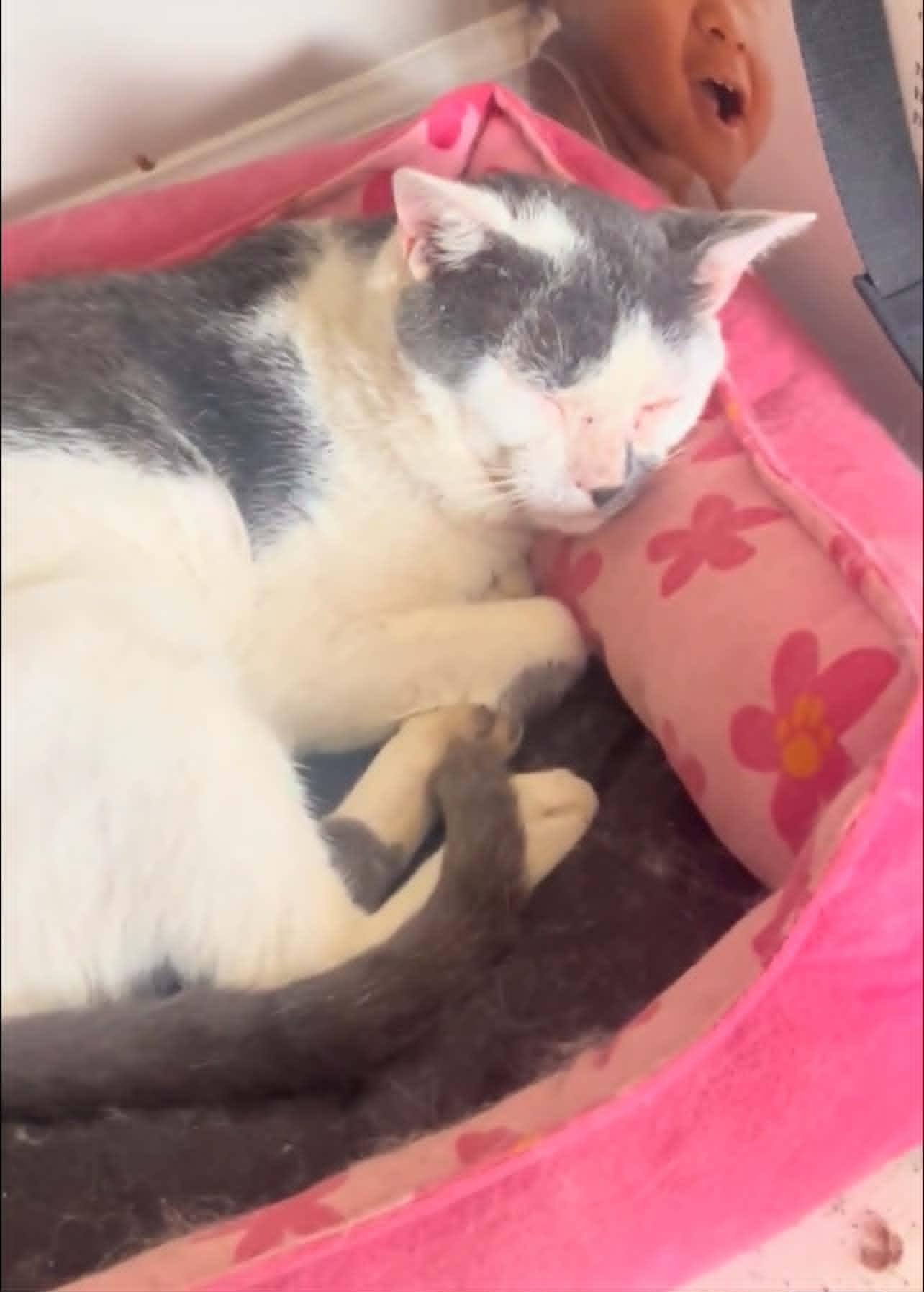 Gizmo, Adoptable, Young Male Domestic Short Hair.