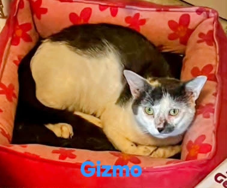 Enlarge Gizmo, a Adoptable Domestic Short Hair in Randolph, AL image 2/2