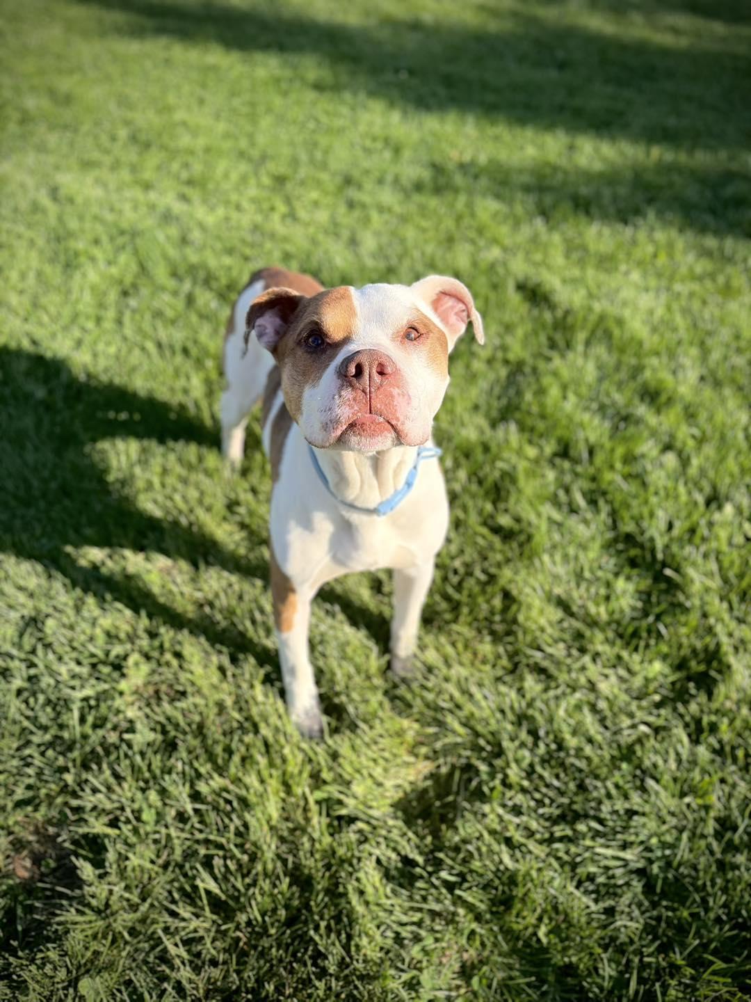 Enlarge Lamchop, an adopted Mixed Breed in Greensburg, IN image 1/1