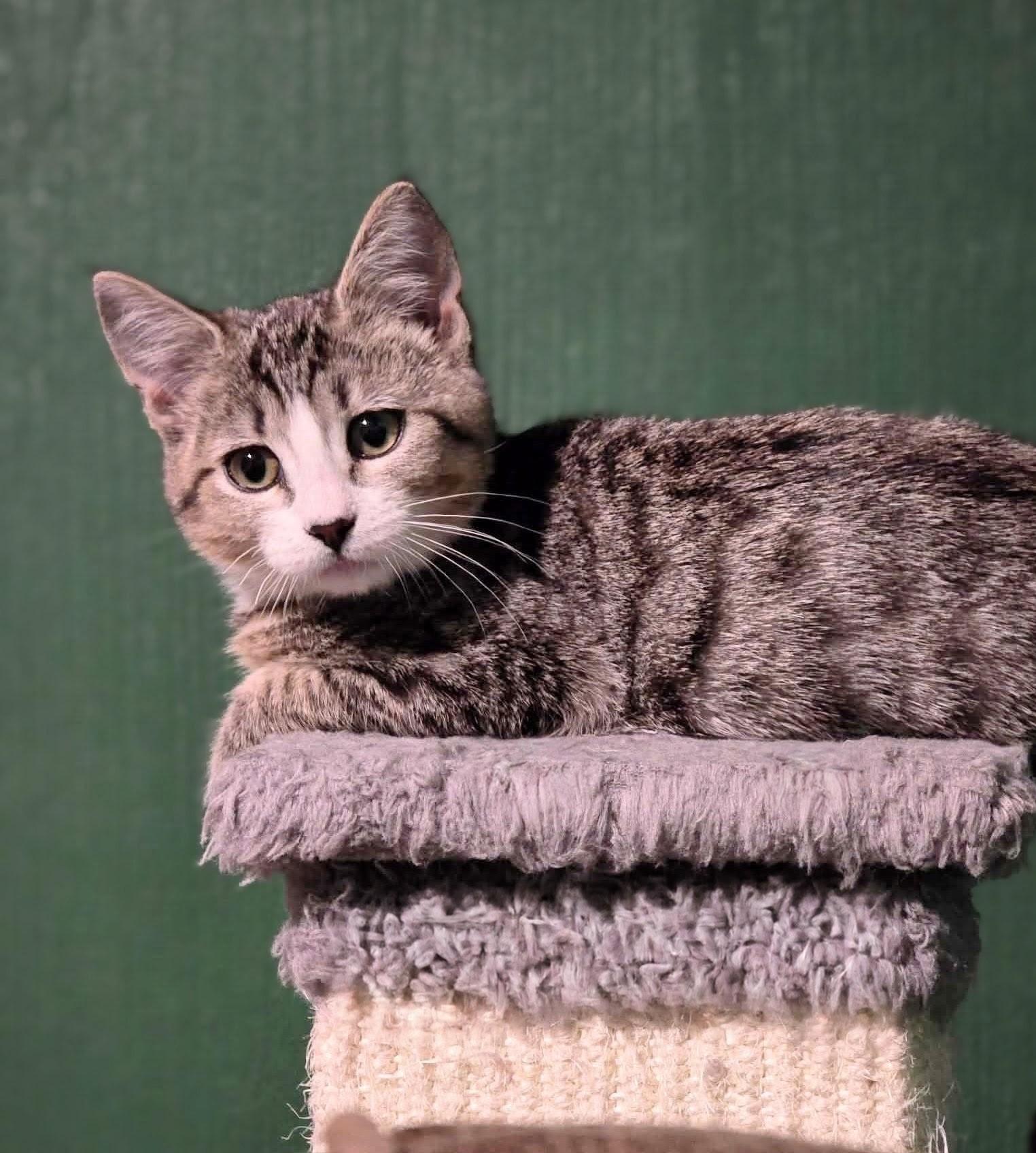 Enlarge Sandy, a Adoptable mixed breed in West Richland, WA image 5/6