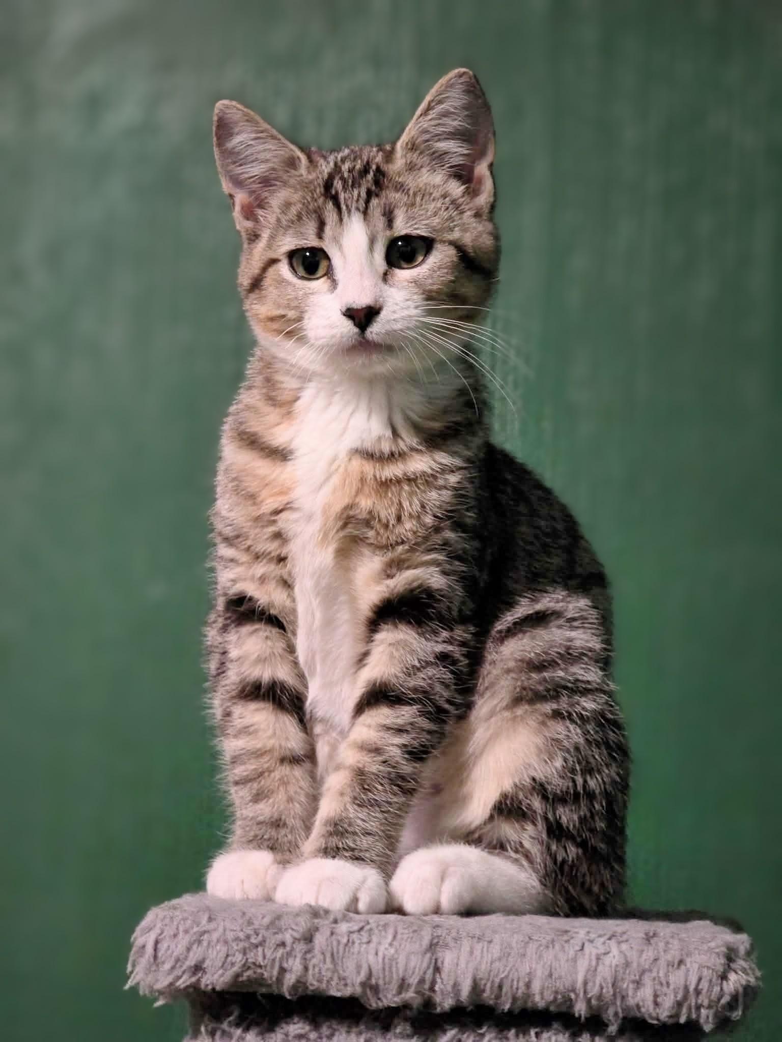 Sandy, Adoptable, Kitten Female Domestic Short Hair.