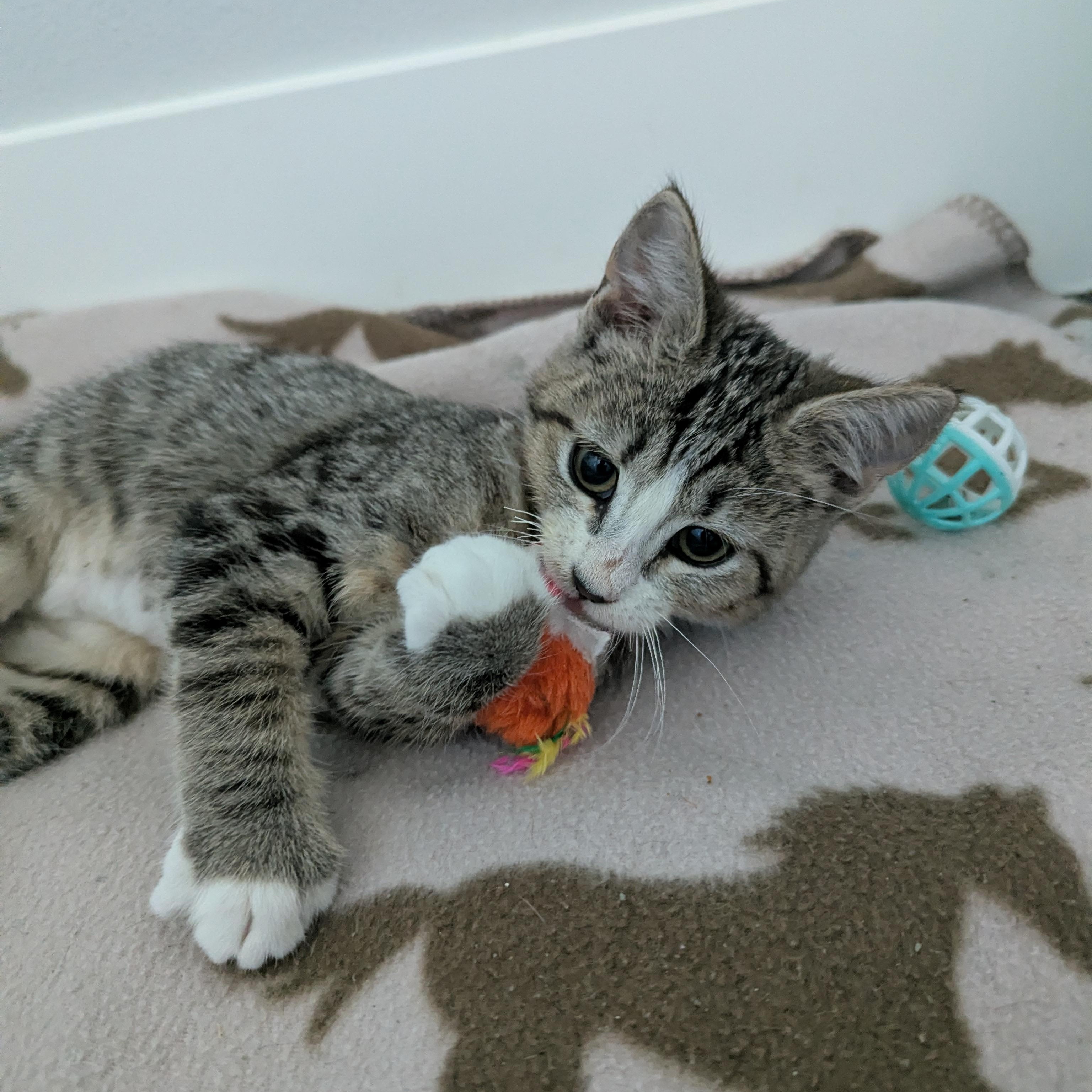 Sandy, adoptable, Kitten Female Domestic Short Hair.