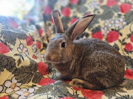 Enlarge Ryan, a Adoptable American in Folsom, CA image 4/6