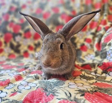 Ryan, Adoptable, Baby Male American.