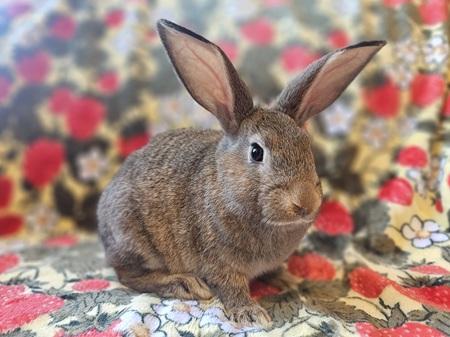 Enlarge Ryan, a Adoptable American in Folsom, CA image 6/6