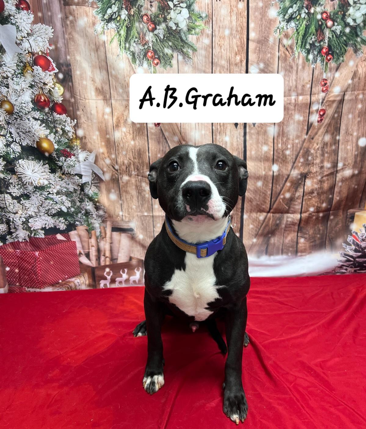 Enlarge A.B. Graham, a Adoptable Pit Bull Terrier in Urbana, OH image 1/1