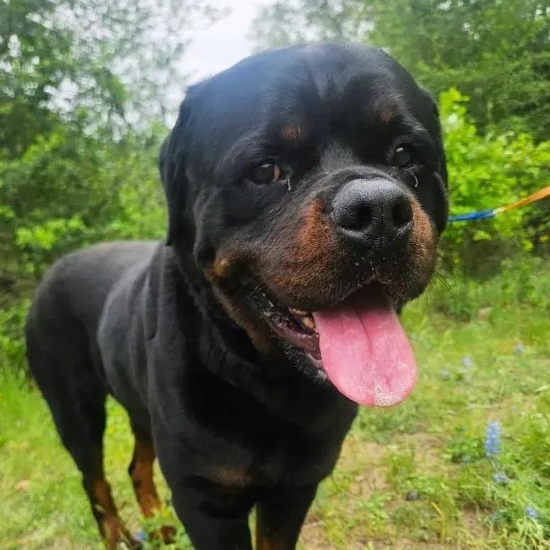 Tyler Rotti Tyler - Adopted | Petfinder