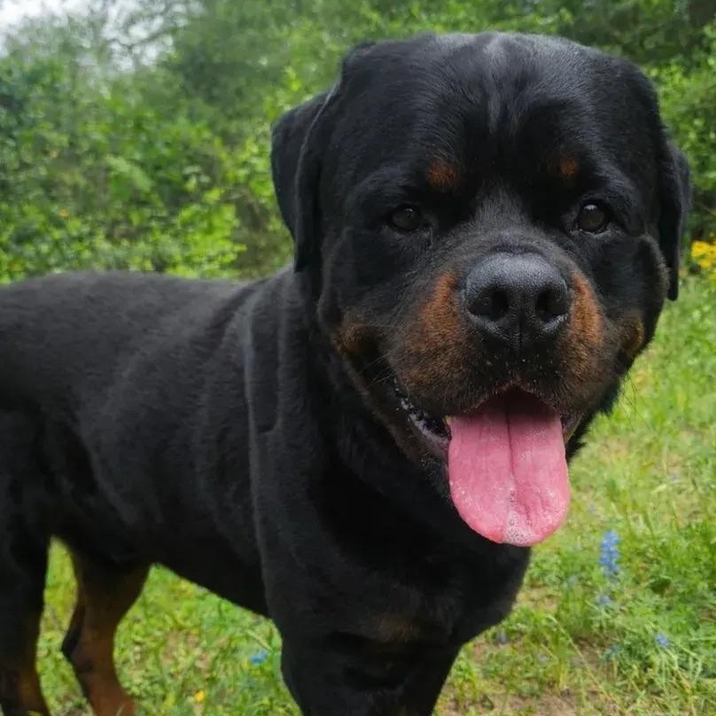 Tyler Rotti Tyler - Adopted | Petfinder