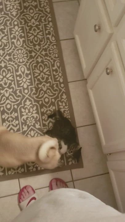 Enlarge Boudin, a Adopted Domestic Long Hair in Bellevue, WA video 1/5