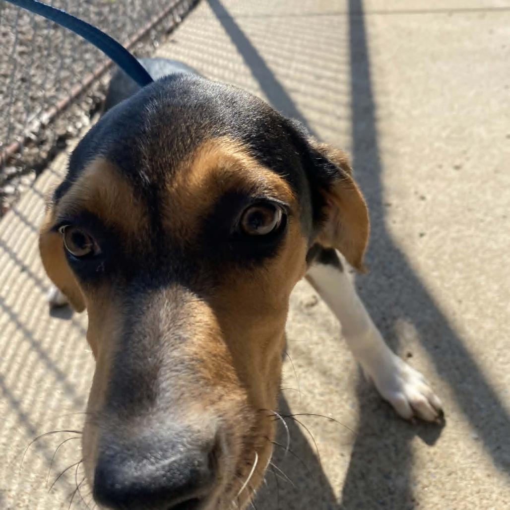 Enlarge Mango, a Adoptable mixed breed in Stilwell, OK image 1/1