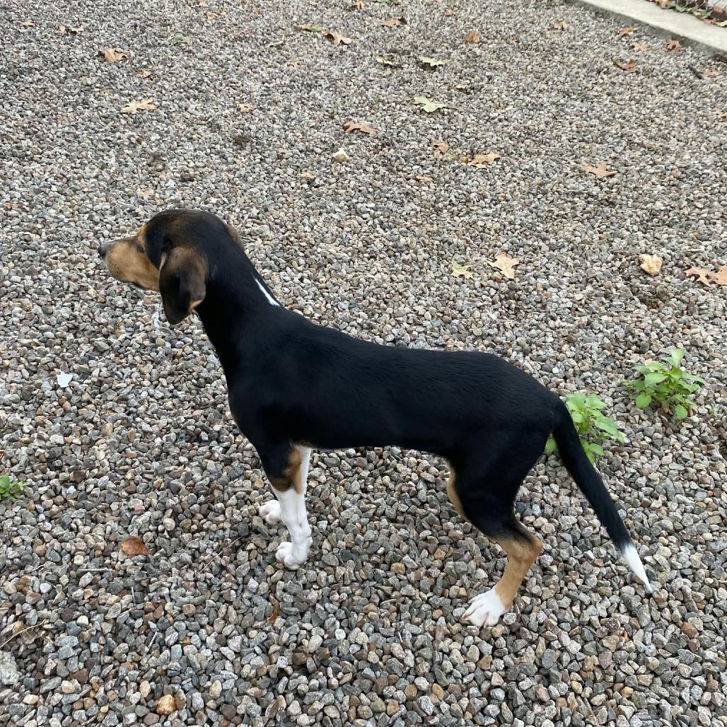 Enlarge Mango, a Adoptable mixed breed in Stilwell, OK image 2/2