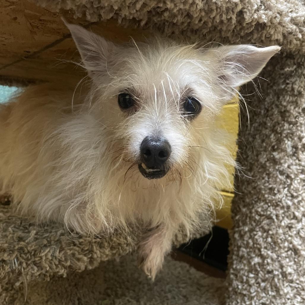 Toby, Adoptable, Adult Male Terrier & Mixed Breed.