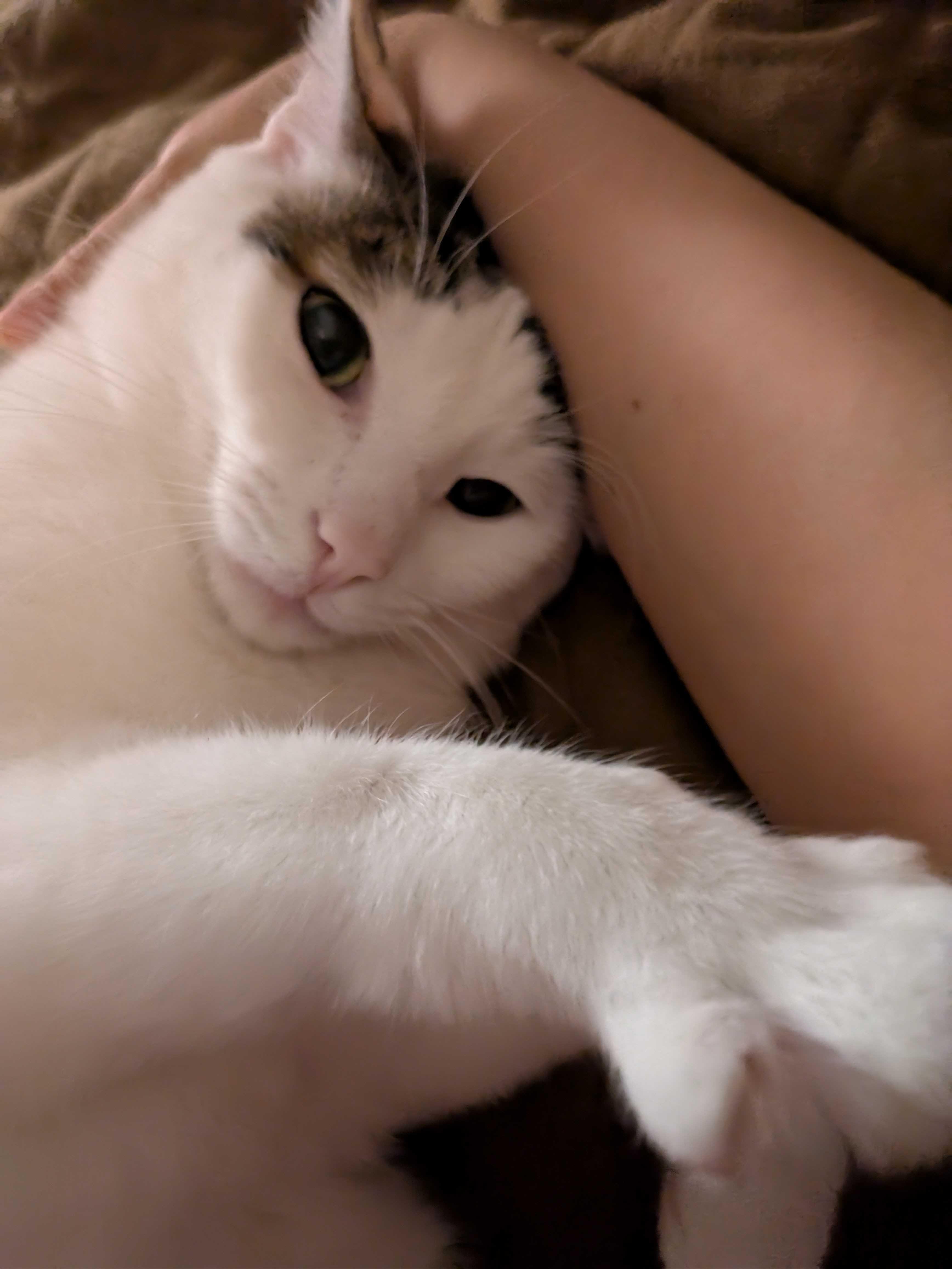 Lychee, a Adoptable mixed breed in Toronto, ON image 3/6